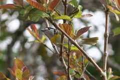 Pachyramphus viridis