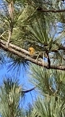 Peucedramus taeniatus