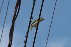 Pachyramphus viridis