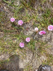 Lampranthus tenuifolius