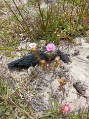 Lampranthus tenuifolius