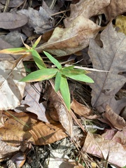 Dichanthelium commutatum