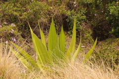 Furcraea foetida
