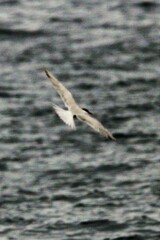 Sterna hirundo