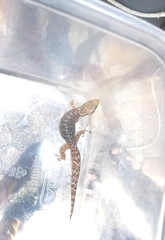 Afrogecko porphyreus