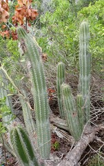 Pilosocereus