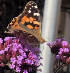 Vanessa cardui