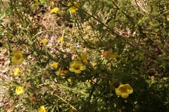 Aureolaria pedicularia