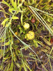 Leucospermum prostratum