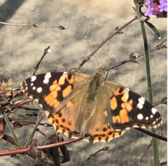 Vanessa cardui