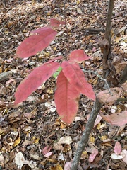 Oxydendrum