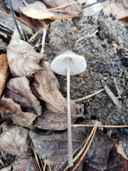 Mycena filopes