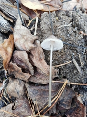 Mycena filopes