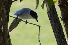 Cyanopica cyanus