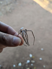 Euprosthenops