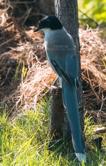 Cyanopica cyanus