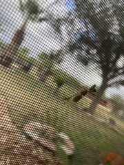 Dicromantispa interrupta