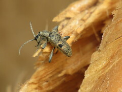 Rhagium mordax