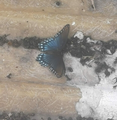 Limenitis arthemis arizonensis