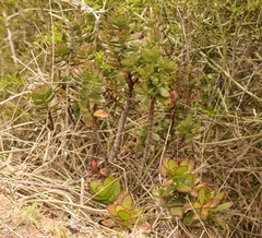 Crassula cultrata