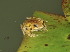 Rhinella ornata
