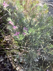 Indigofera hannariae