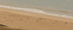 Larus dominicanus vetula