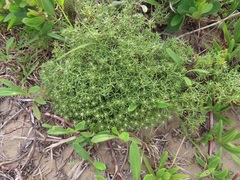 Helichrysum asperum comosum