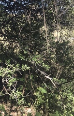 Zanthoxylum hirsutum