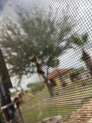 Dicromantispa interrupta