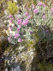 Indigofera hannariae