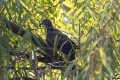 Streptopelia chinensis