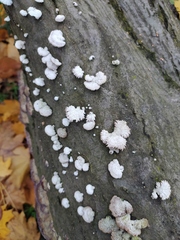 Schizophyllum commune
