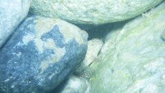 Parablennius sanguinolentus