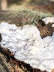 Neoantrodia serialis