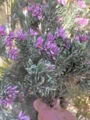 Indigofera hannariae
