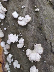 Schizophyllum commune