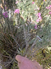 Indigofera hannariae