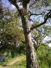 Sapium haematospermum