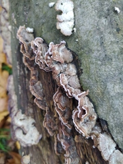 Chondrostereum purpureum