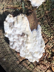 Neoantrodia serialis