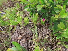 Carpobrotus dimidiatus