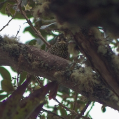 Margarornis squamiger