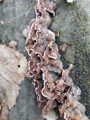 Chondrostereum purpureum