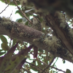 Margarornis squamiger