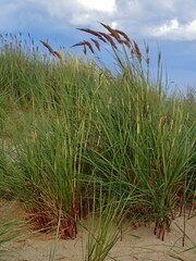 Ammophila arenaria
