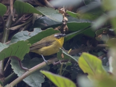 Thlypopsis superciliaris