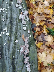 Chondrostereum purpureum