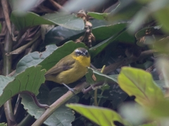 Thlypopsis superciliaris