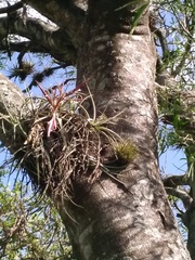 Tillandsia lorentziana